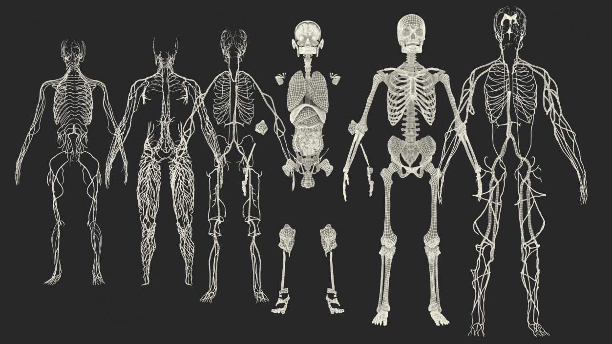 3D Male Skeleton Internal Organs Anatomy and Skin