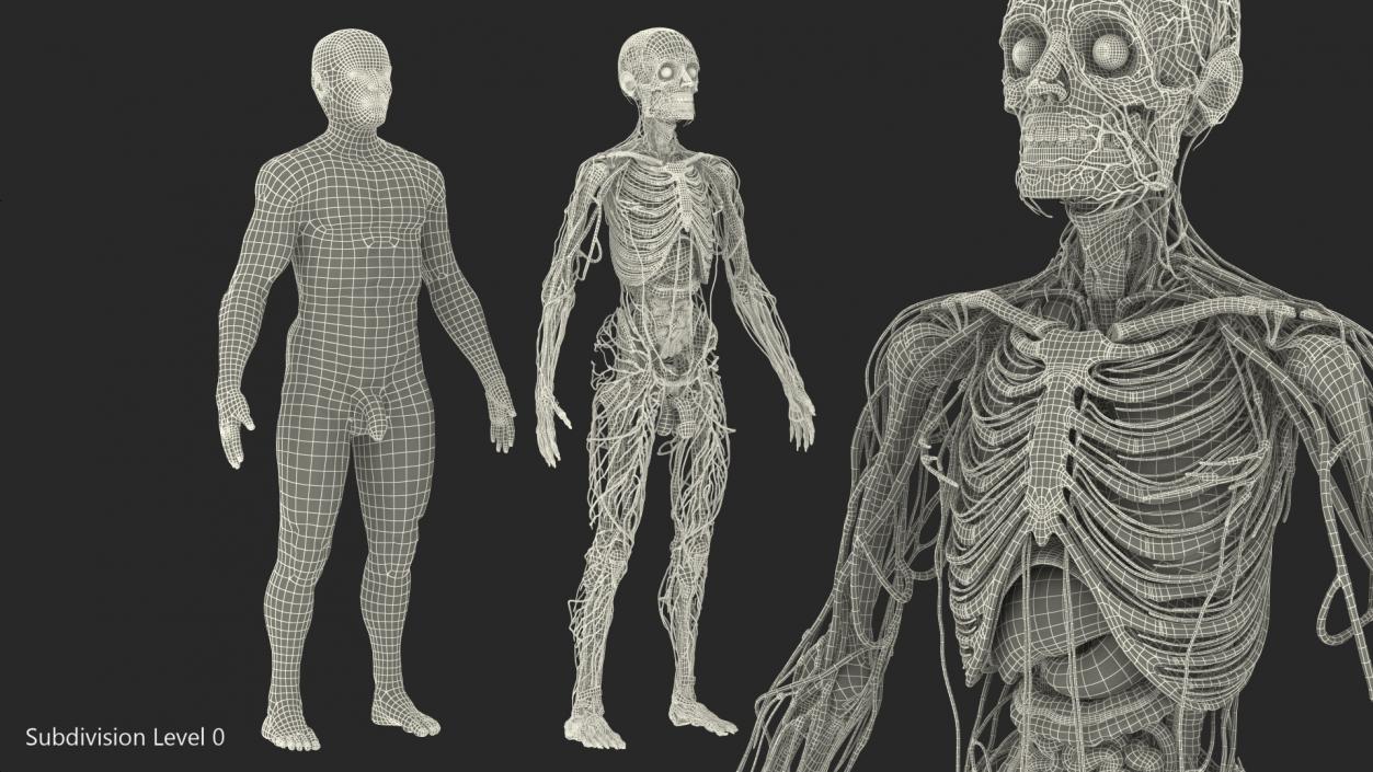 3D Male Skeleton Internal Organs Anatomy and Skin