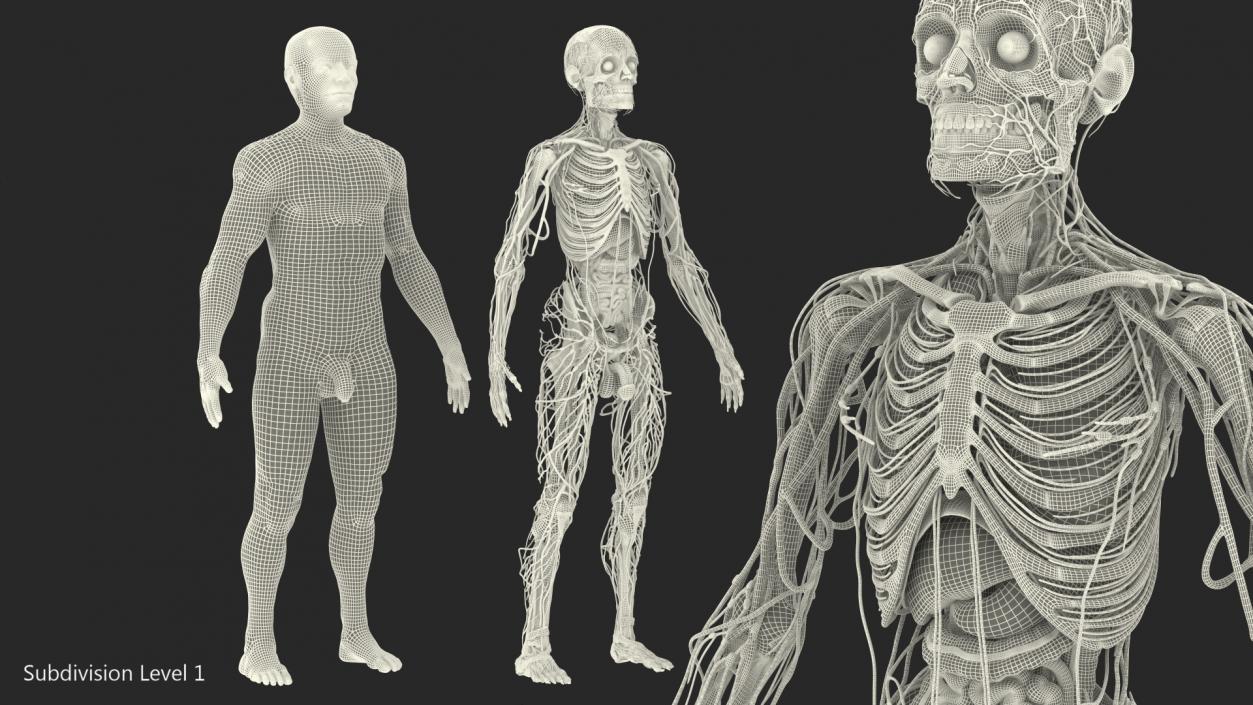 3D Male Skeleton Internal Organs Anatomy and Skin