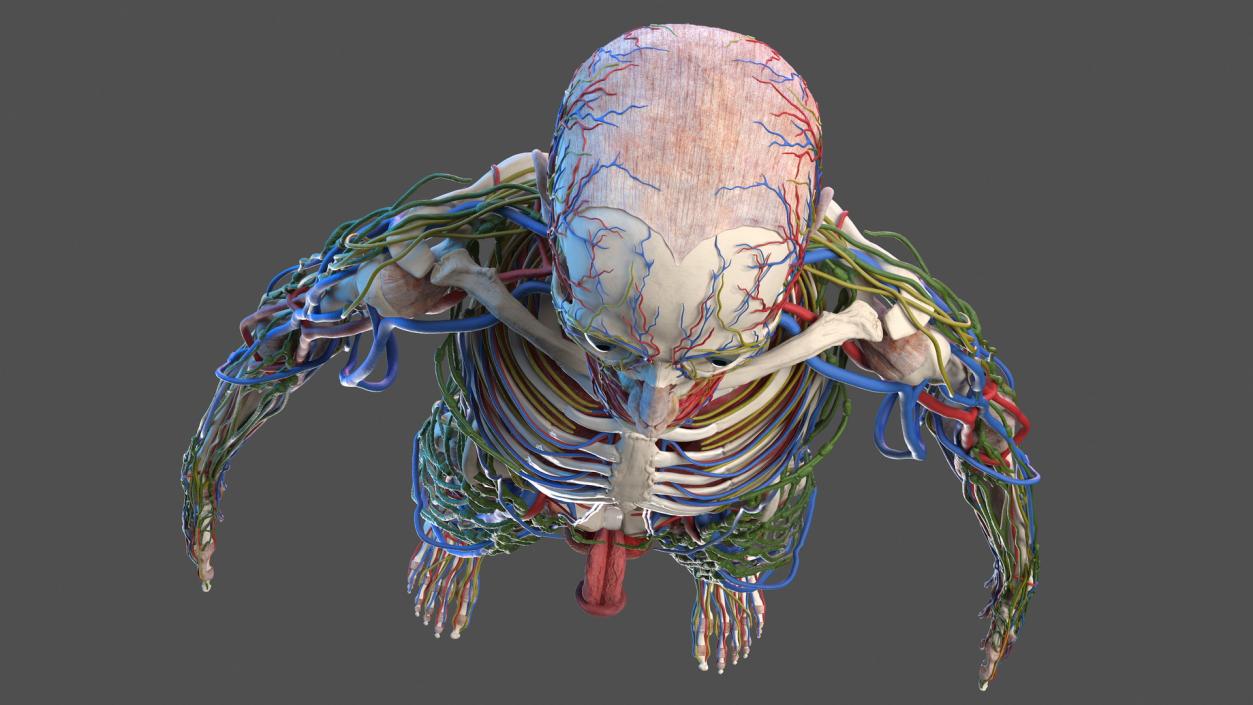 3D Male Skeleton Internal Organs Anatomy and Skin