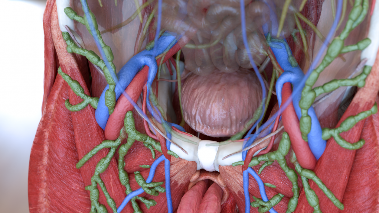 3D Male Skeleton Internal Organs Anatomy and Skin