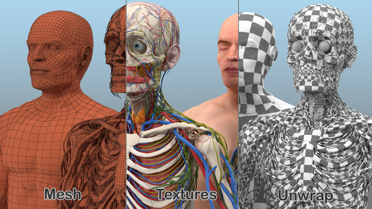 3D Male Skeleton Internal Organs Anatomy and Skin