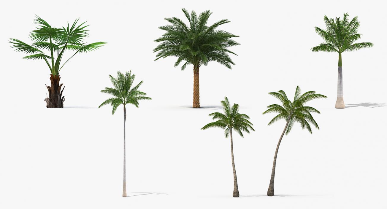 3D Palms Collection 2 model