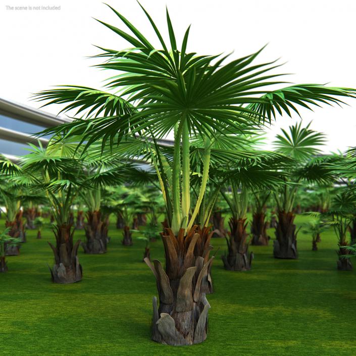 3D Palms Collection 2 model