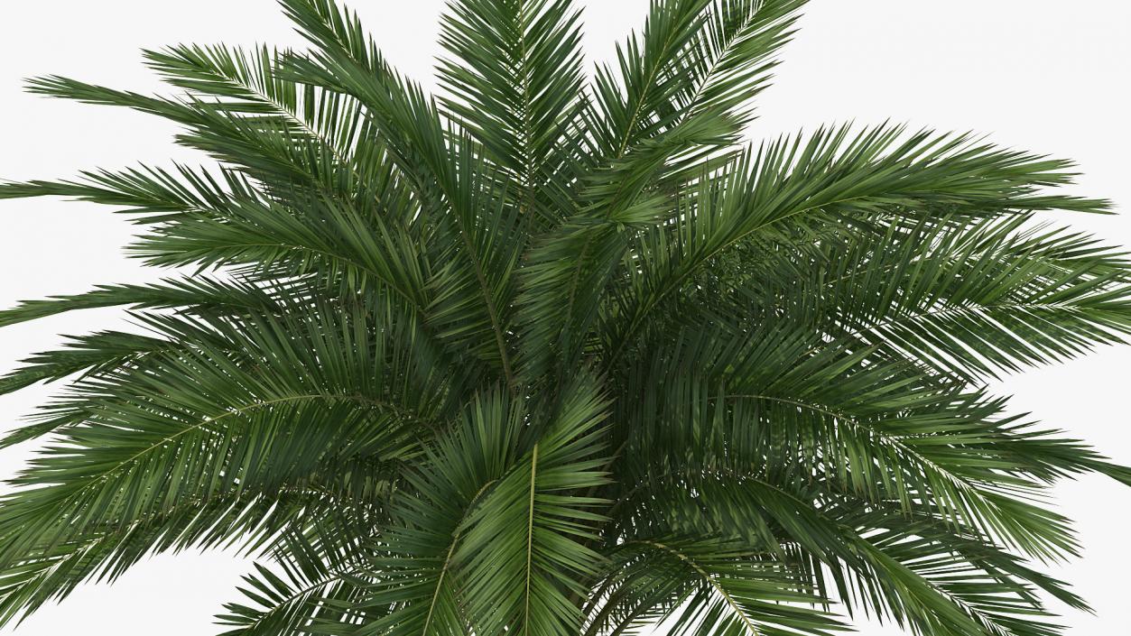 3D Palms Collection 2 model