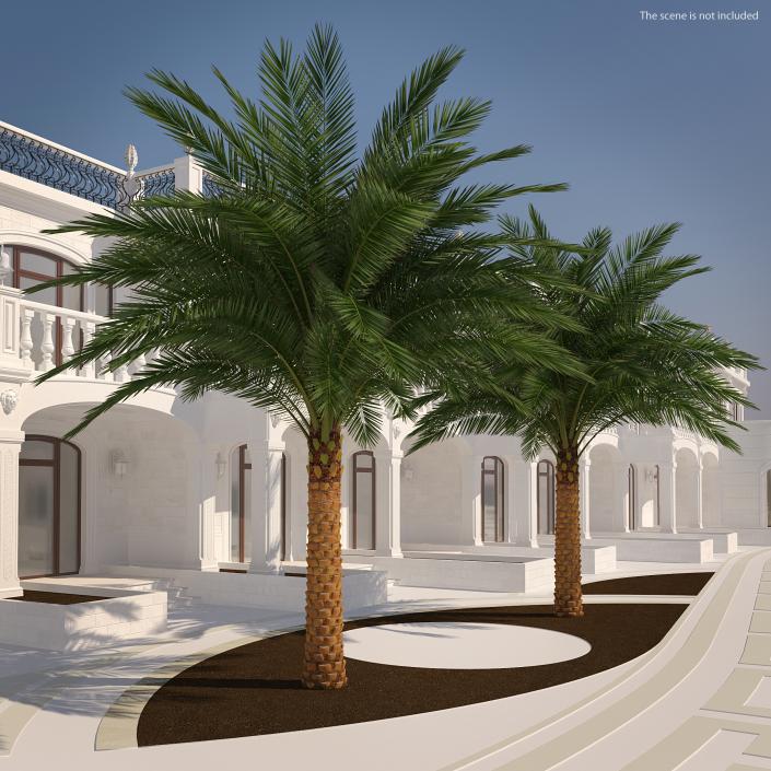 3D Palms Collection 2 model