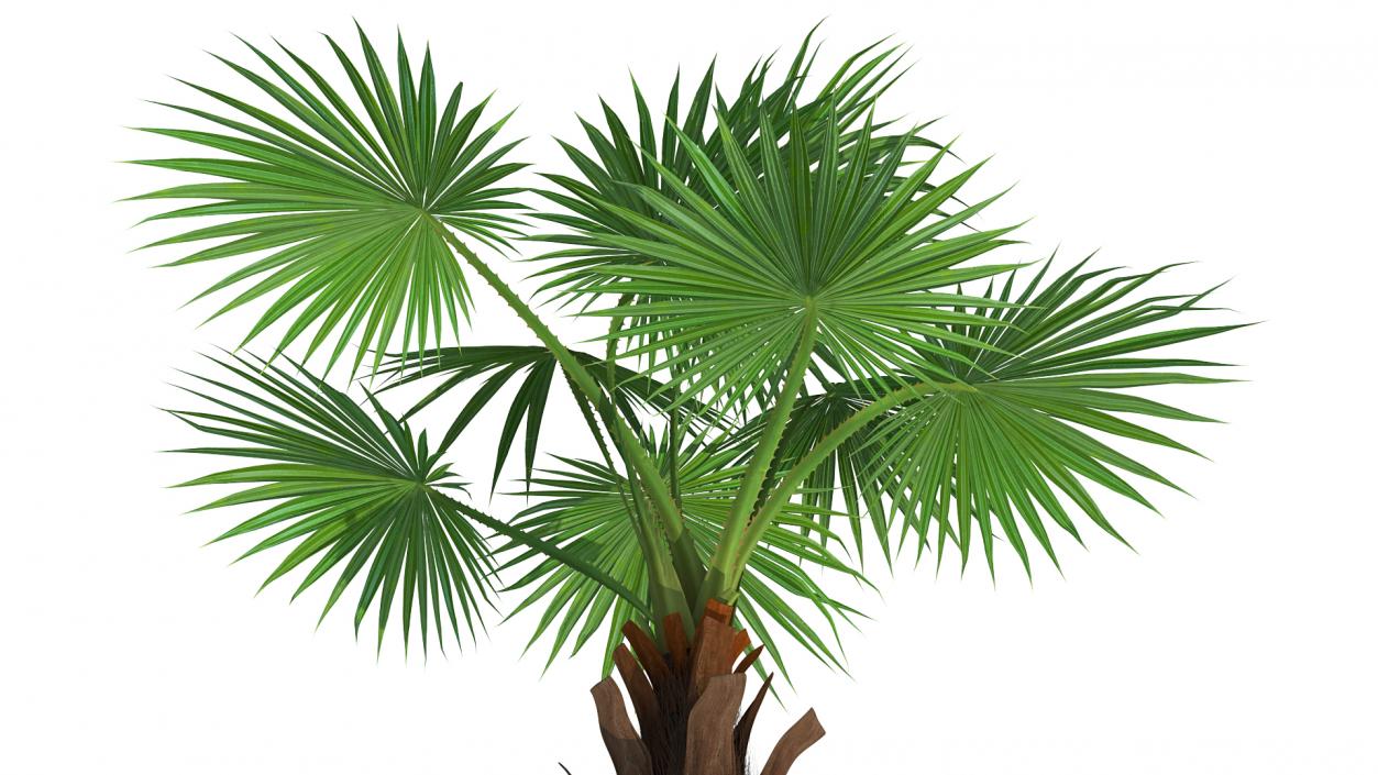 3D Palms Collection 2 model