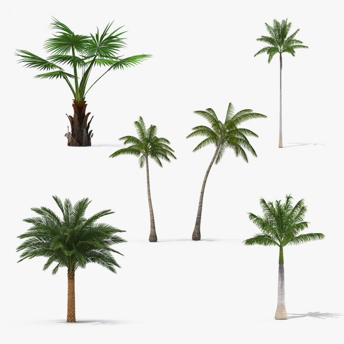 3D Palms Collection 2 model