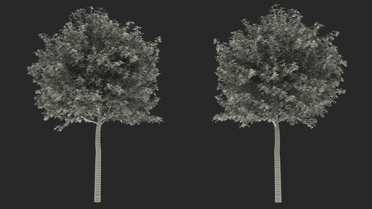 3D Cockspur Hawthorn Small model