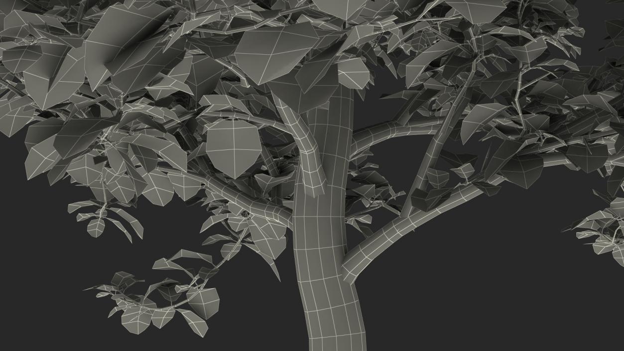 3D Cockspur Hawthorn Small model