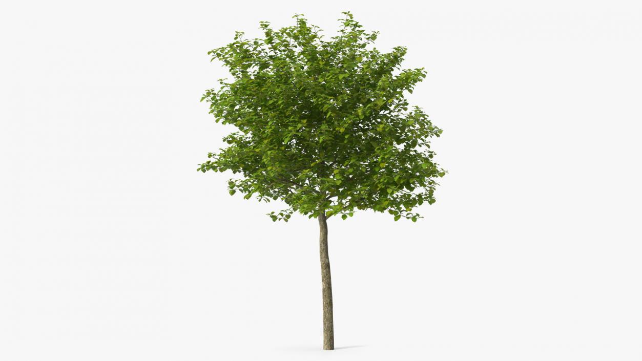 3D Cockspur Hawthorn Small model