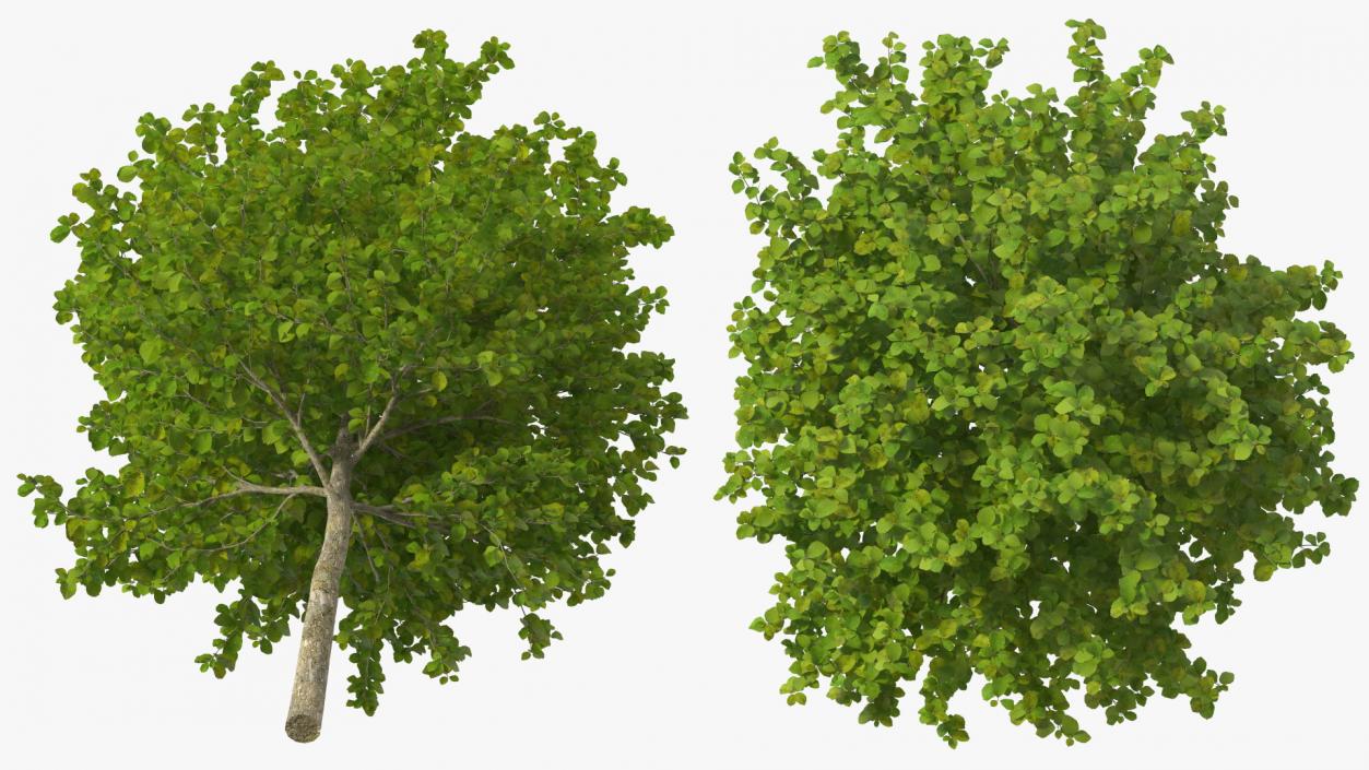 3D Cockspur Hawthorn Small model