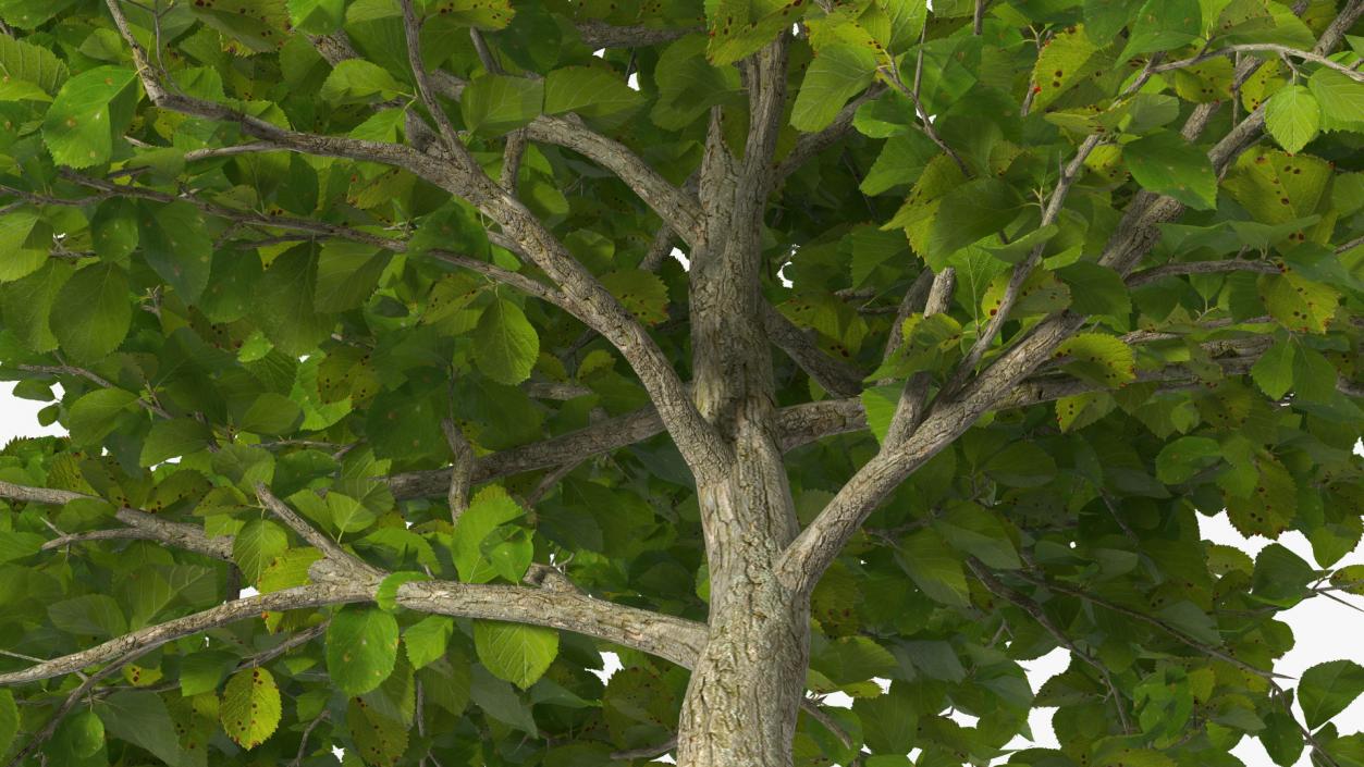 3D Cockspur Hawthorn Small model