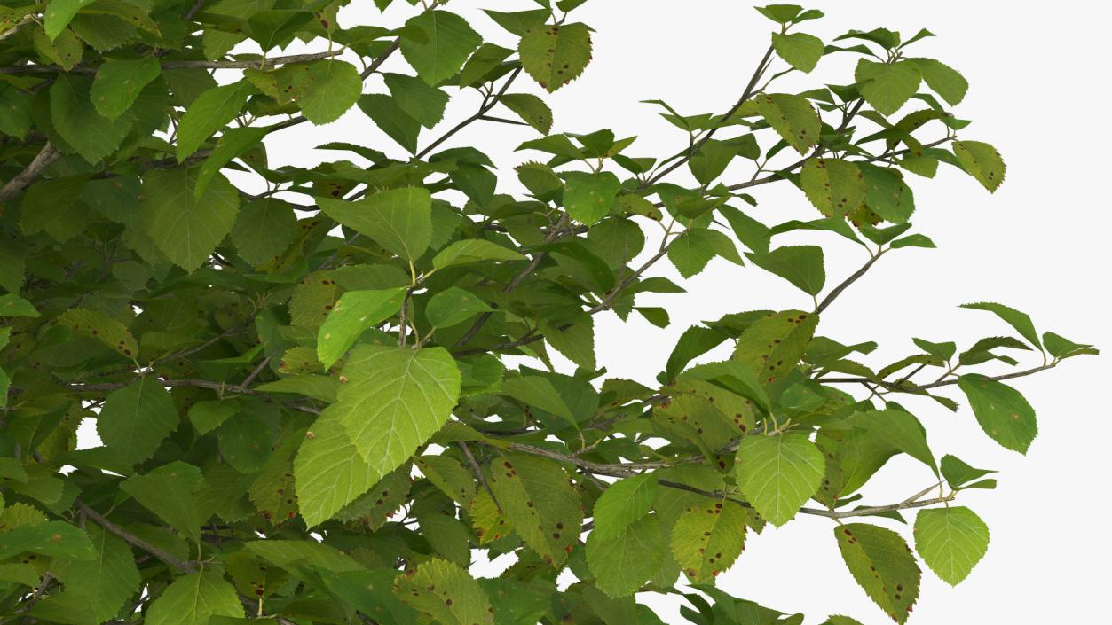 3D Cockspur Hawthorn Small model