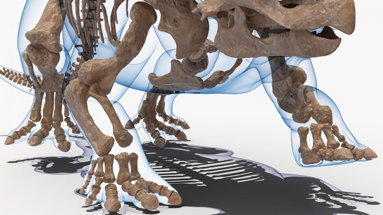 Triceratops Skeleton Fossil with Transparent Skin 3D model