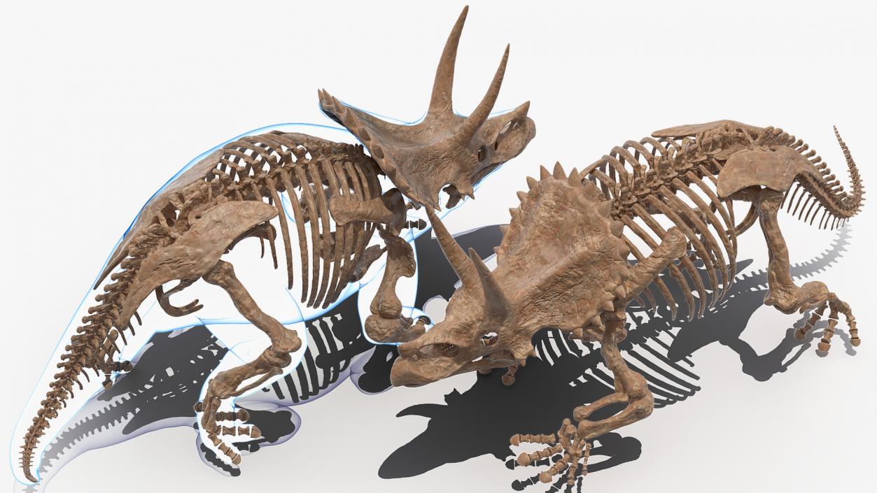 Triceratops Skeleton Fossil with Transparent Skin 3D model