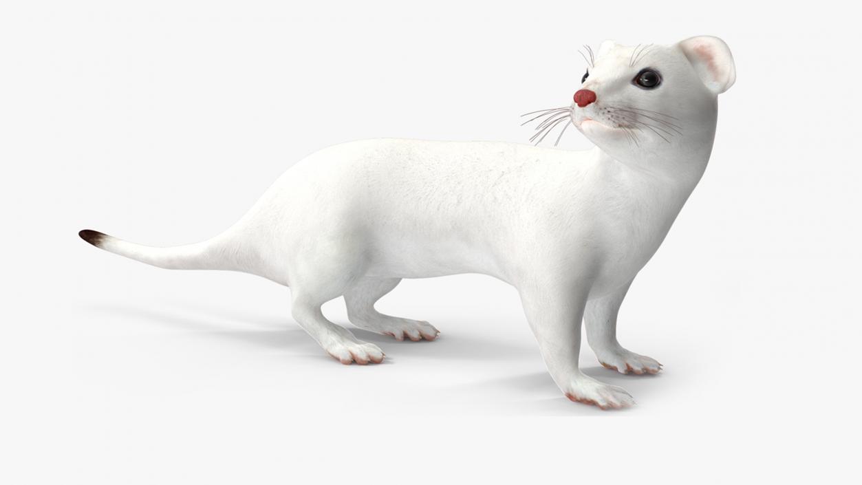 Ermine Mammal White Rigged for Cinema 4D 2 3D