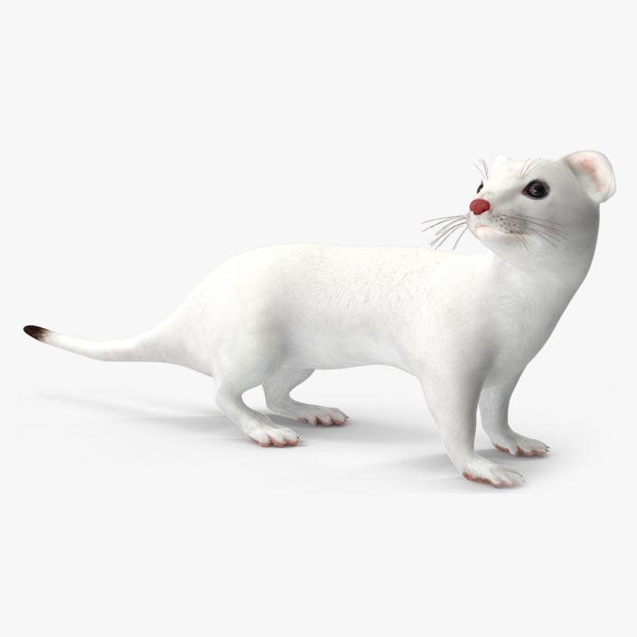 Ermine Mammal White Rigged for Cinema 4D 2 3D