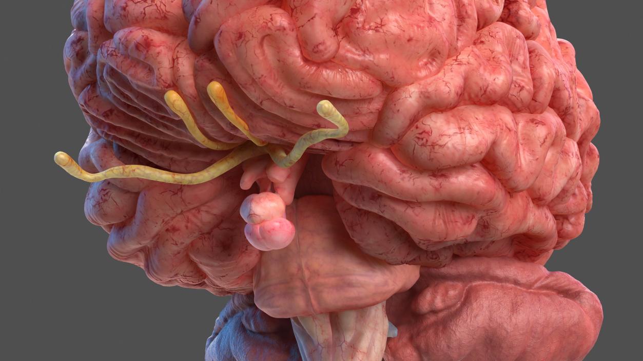 Human Brain Full Anatomy 3D model