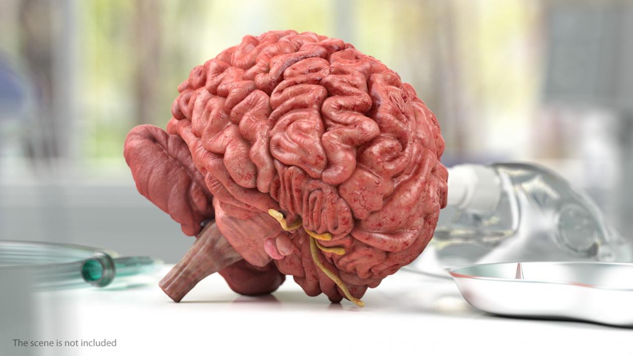 Human Brain Full Anatomy 3D model