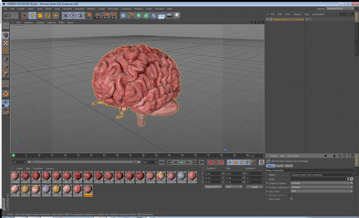 Human Brain Full Anatomy 3D model