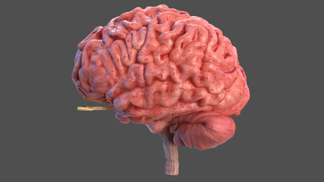 Human Brain Full Anatomy 3D model