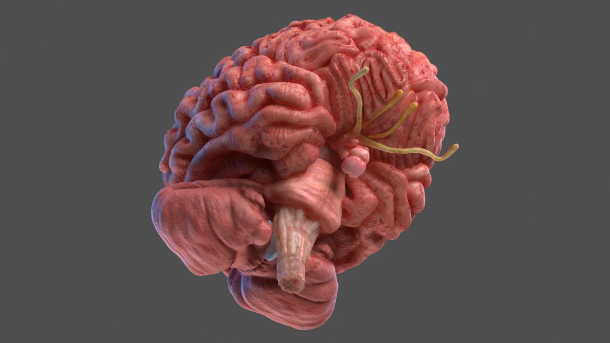 Human Brain Full Anatomy 3D model