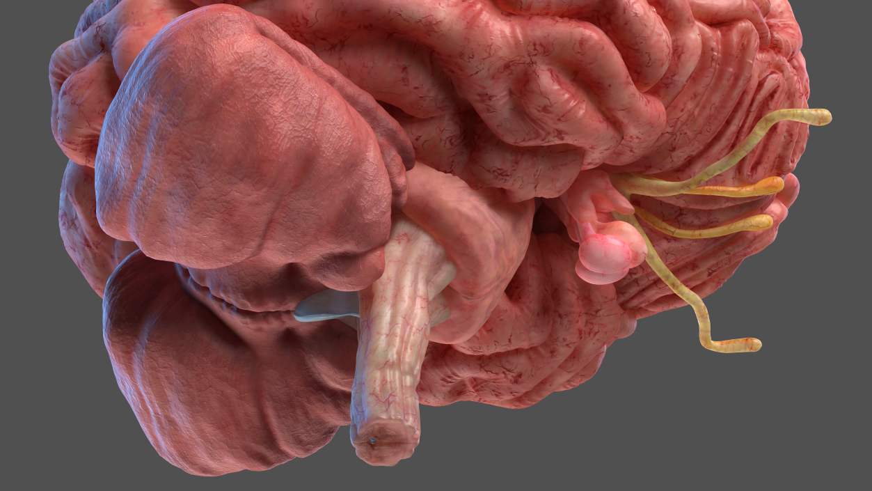 Human Brain Full Anatomy 3D model