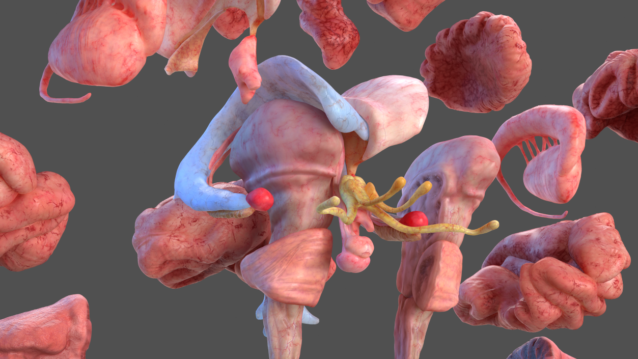 Human Brain Full Anatomy 3D model