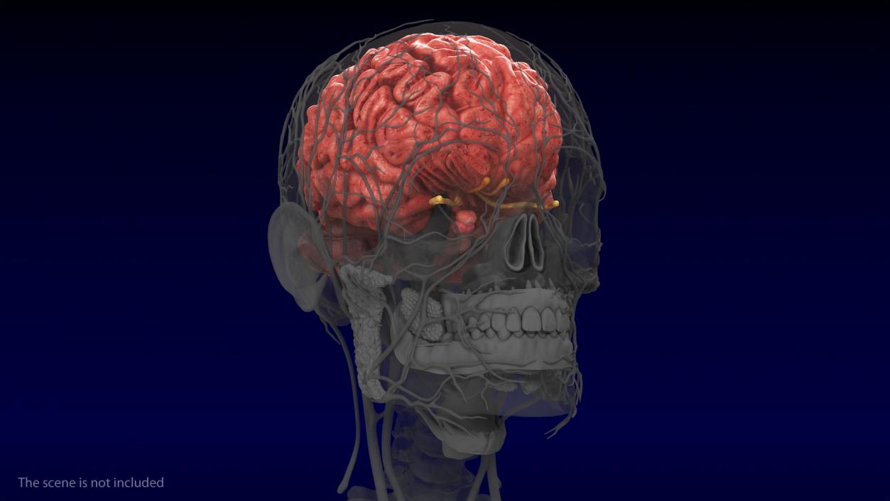 Human Brain Full Anatomy 3D model