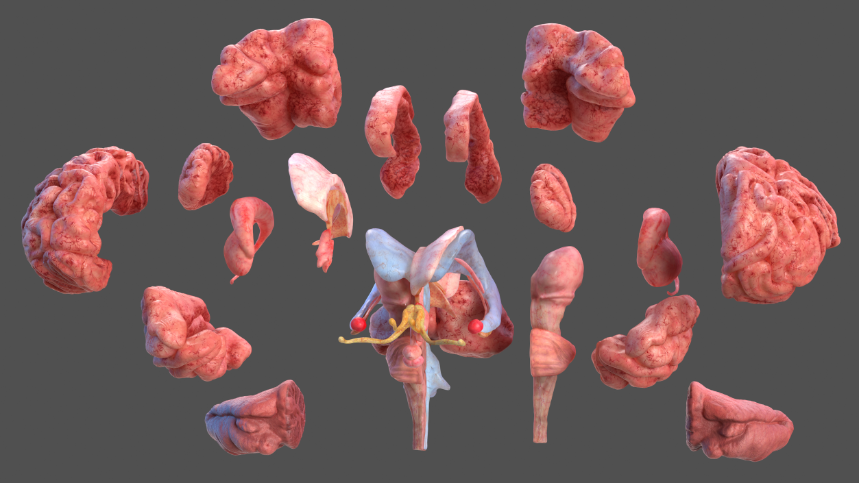 Human Brain Full Anatomy 3D model