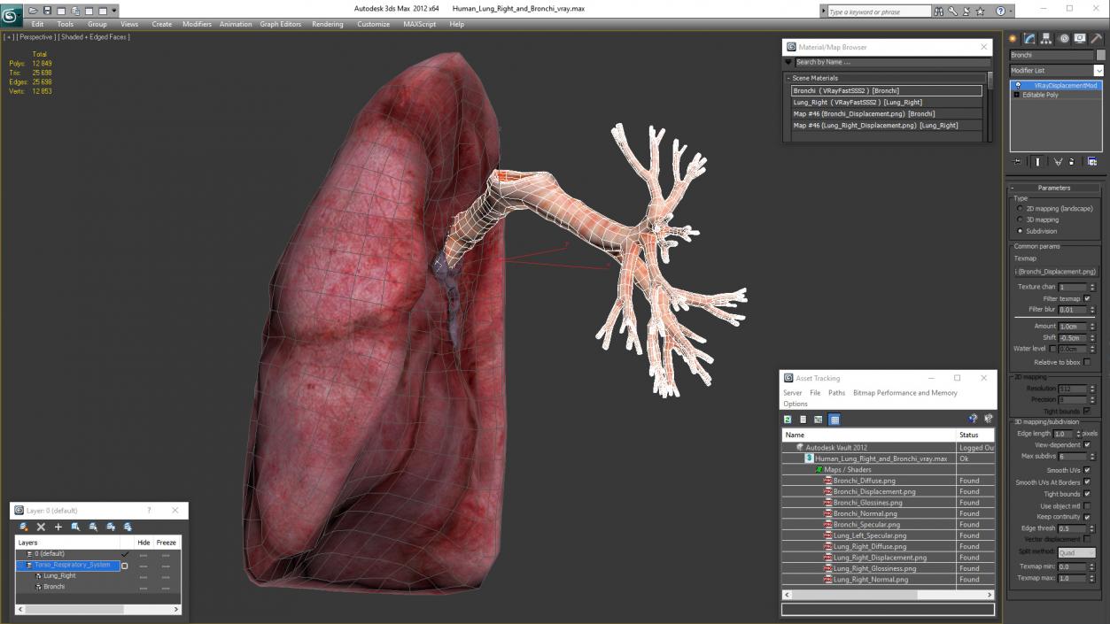 3D Human Lung Right and Bronchi model