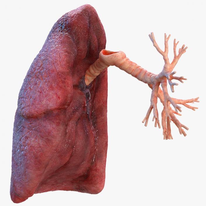 3D Human Lung Right and Bronchi model