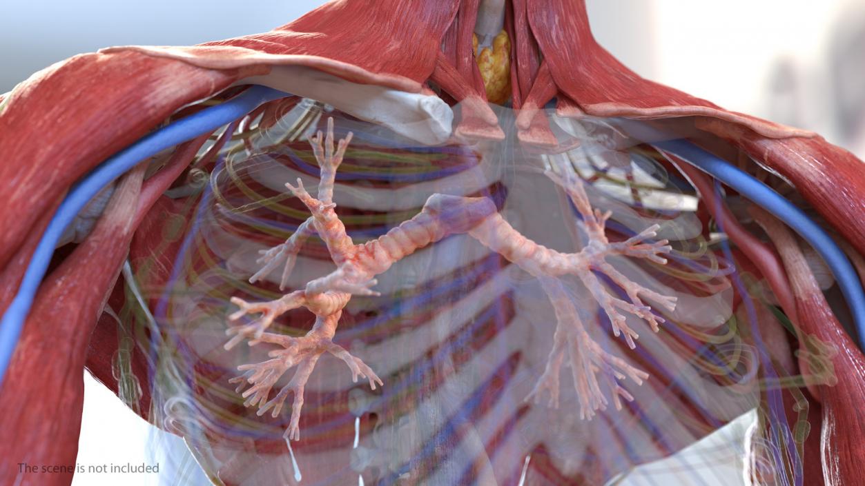 3D Human Lung Right and Bronchi model