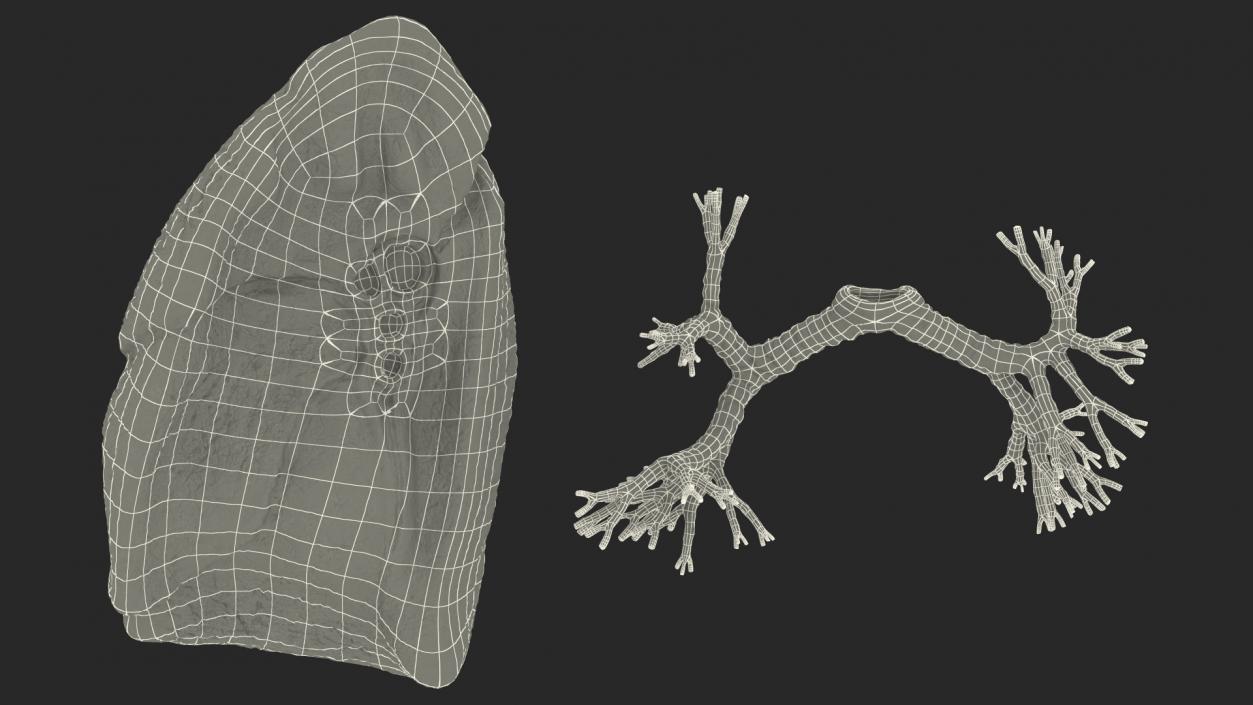 3D Human Lung Right and Bronchi model