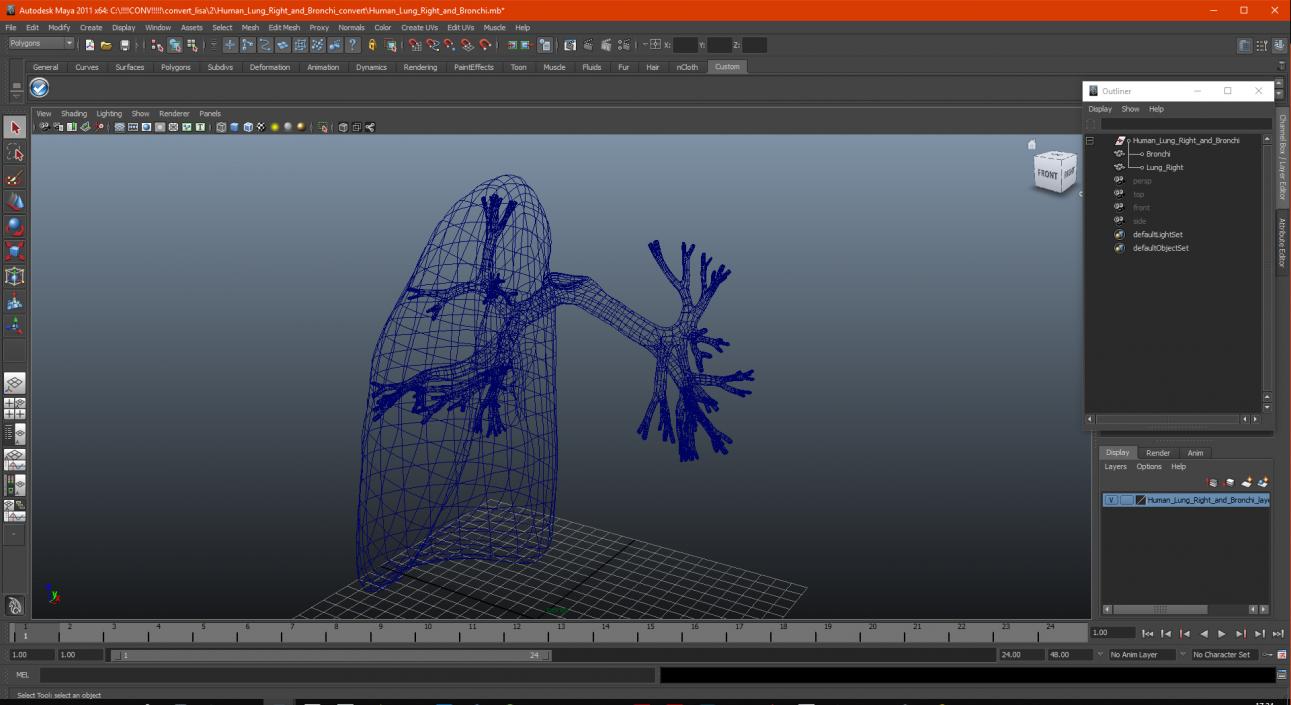 3D Human Lung Right and Bronchi model