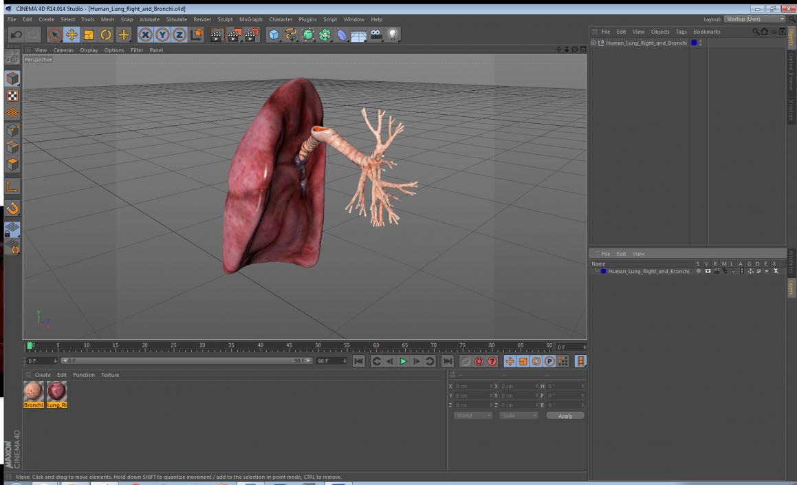 3D Human Lung Right and Bronchi model