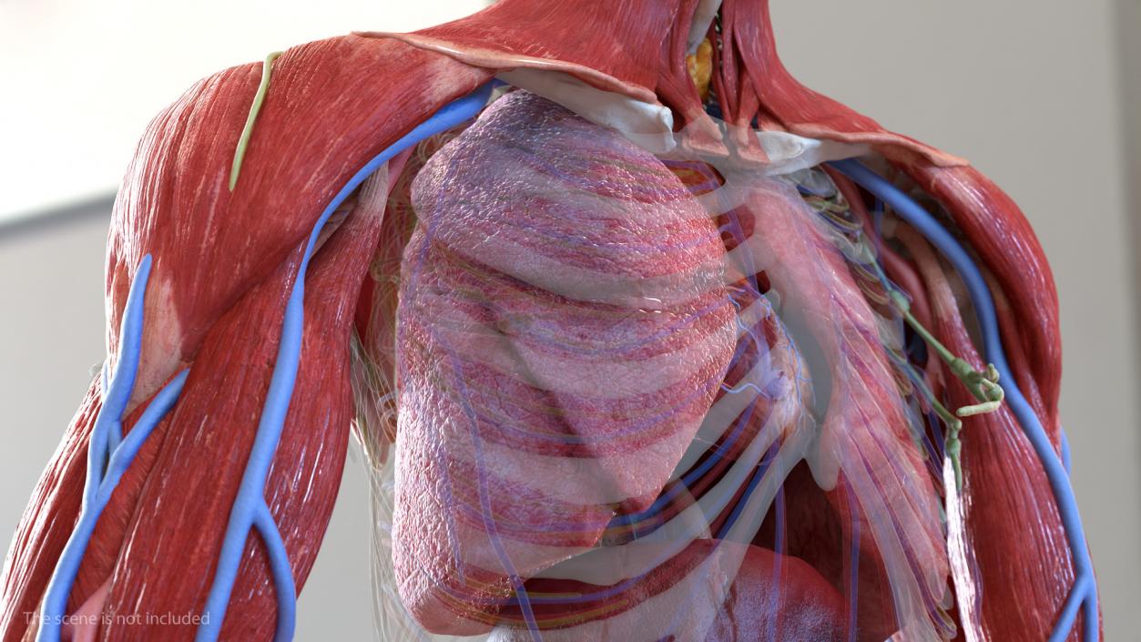 3D Human Lung Right and Bronchi model