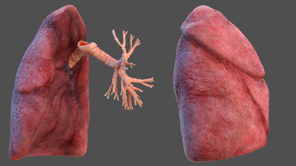 3D Human Lung Right and Bronchi model