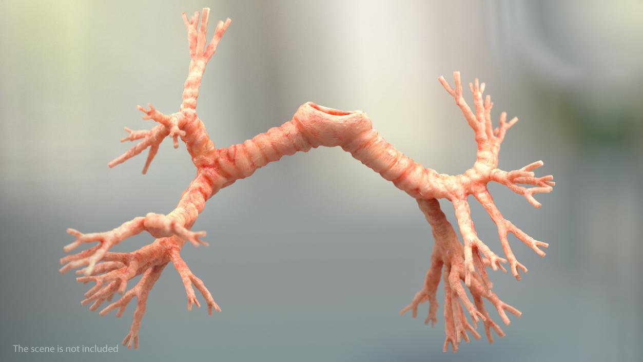 3D Human Lung Right and Bronchi model