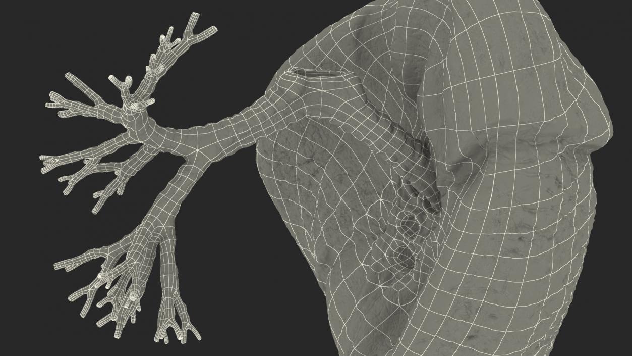 3D Human Lung Right and Bronchi model