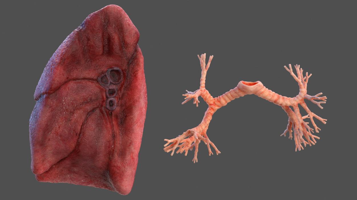 3D Human Lung Right and Bronchi model