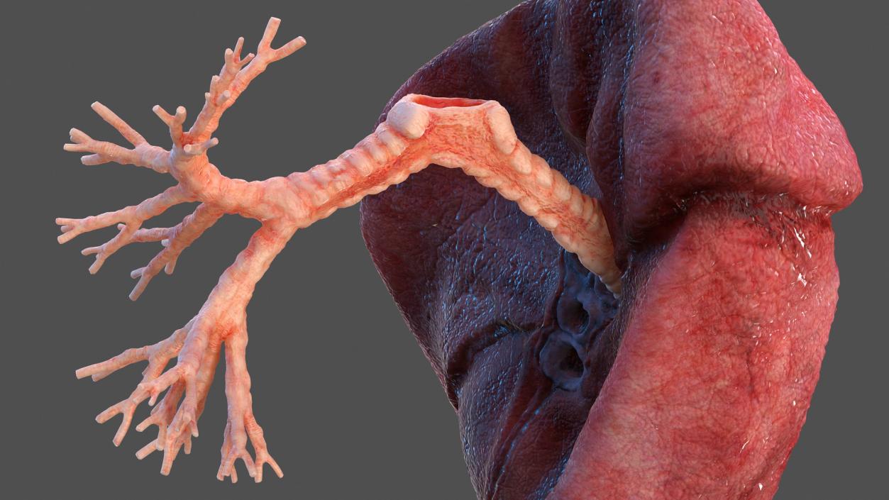 3D Human Lung Right and Bronchi model