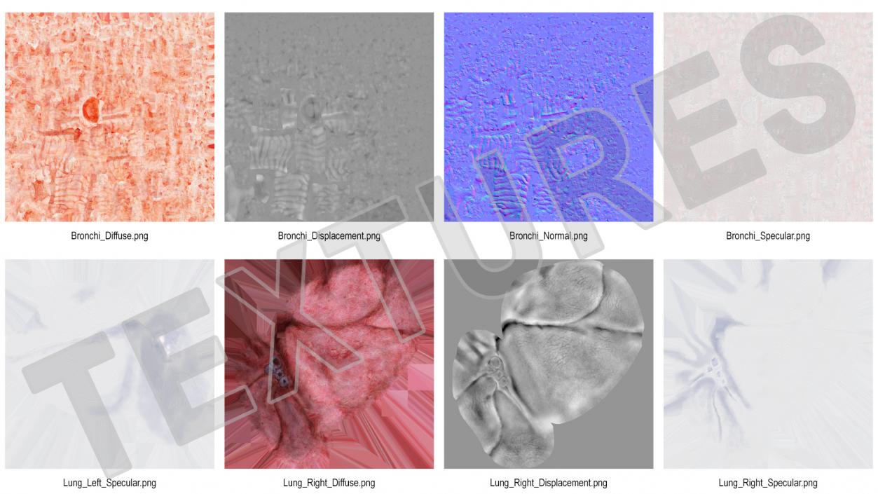 3D Human Lung Right and Bronchi model