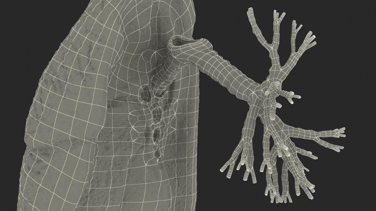 3D Human Lung Right and Bronchi model