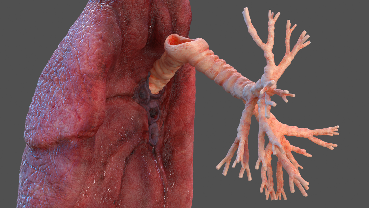 3D Human Lung Right and Bronchi model