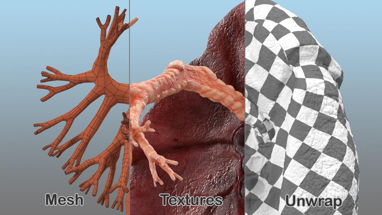 3D Human Lung Right and Bronchi model