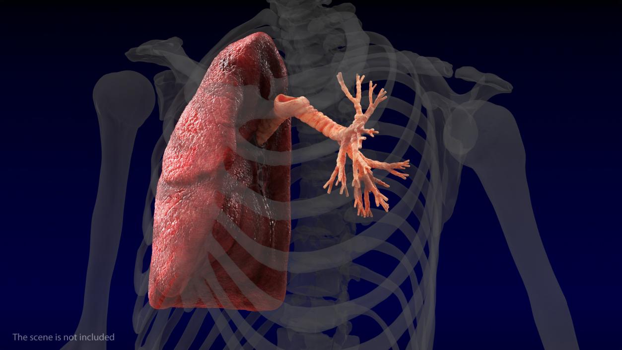 3D Human Lung Right and Bronchi model