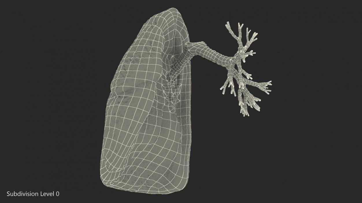 3D Human Lung Right and Bronchi model