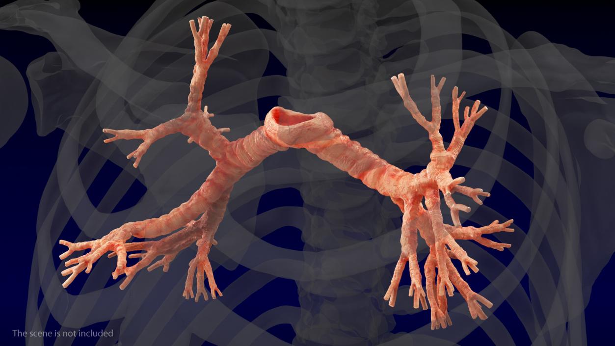 3D Human Lung Right and Bronchi model